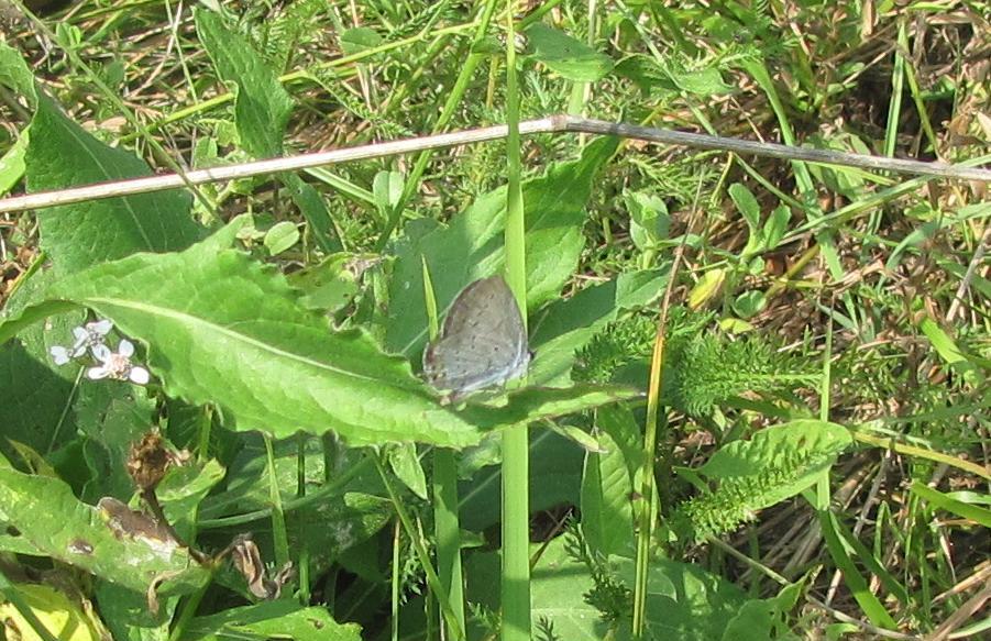 Lycaenidae da ID